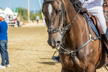 Obraz premium Close Up of a Brown Horse preparing before a five star equestrian competition in Italy