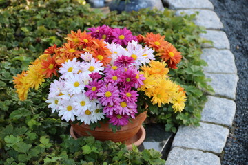 Fototapeta na wymiar Einpflanzung mit bunten Blumen im Herbst auf dem Friedhof