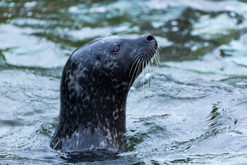 Fototapeta premium SEAL