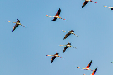 Flamingos flying in formation 