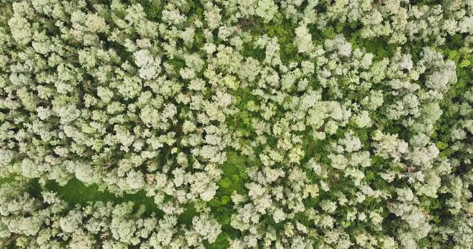 Vue a&eacute;rienne, plan vertical film&eacute; avec un drone avec vue zoom&eacute; sur sur la for&ecirc;t et les arbres. Wavrin, Nord, Hauts-de-France, France.