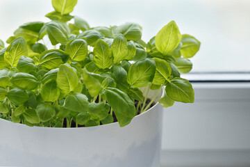 Basil sprout in pot, window sill, windowsill gardening. Shallow DOF