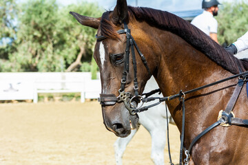 Fototapeta premium brown horse jumping the obstacle durign a five star competition in Italy