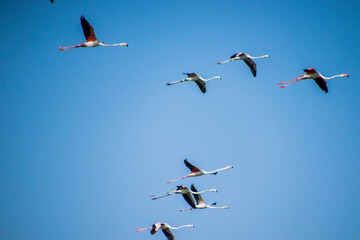 Flamingos flying in formation 