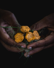 Mushrooms on the forest litter held in hands.