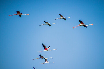 Flamingos flying in formation 