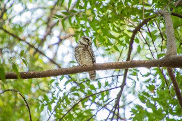 Spotted owlet on a tree