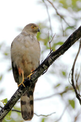 Bicolored Hawk (Accipiter bicolor) perched on a branch on a dirty and blurred background