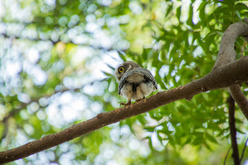 Spotted owlet on a tree