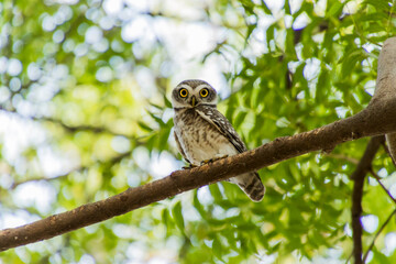 Spotted owlet on a tree
