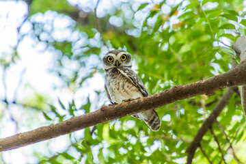 Spotted owlet on a tree