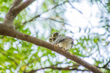 Spotted owlet on a tree