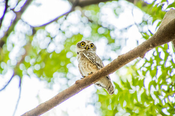Obraz premium Spotted owlet on a tree