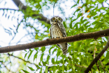 Spotted owlet on a tree 