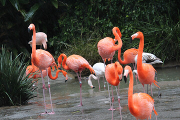 group of pink flamingos in the zoo