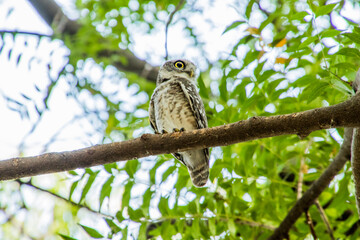 Spotted owlet on a tree 