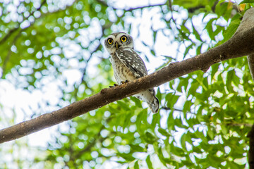 Spotted owlet on a tree 