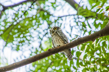 Spotted owlet on a tree 