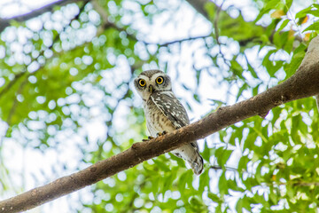 Spotted owlet on a tree 
