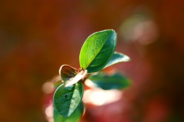 close up of a leaf