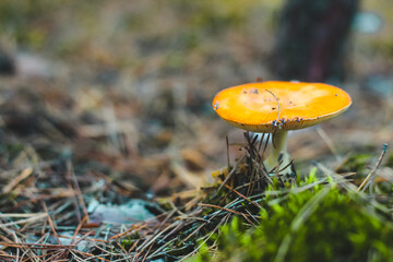 Old poisonous mushroom amanita with an orange cap in the forest..Fly agaric danger to mushroom pickers