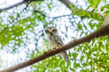 Spotted owlet on a tree 