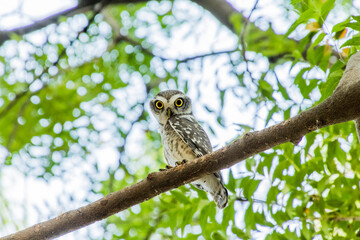 Spotted owlet on a tree 