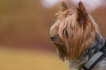 Yorkshire dog terrier lovely animal