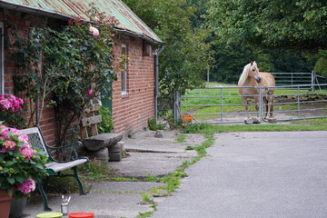 Farm Horse Stand Holsteiner Barn. High quality photo