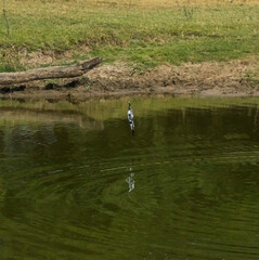 Pied Kingfisher in flight