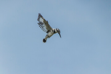 Pied Kingfisher in flight