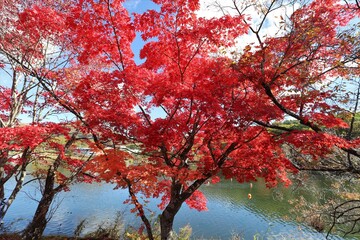 蓼科湖　紅葉と雪景色