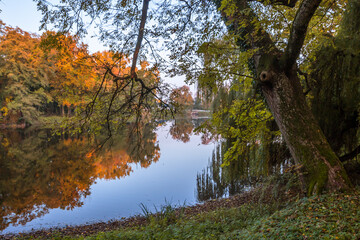 Autumn trees alley with colorful leaves in the park