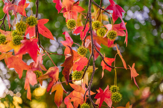 detail of liquidambar (sweetgum tree) seeds and leafs with blurred background - autumnal background