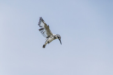 Pied Kingfisher in flight