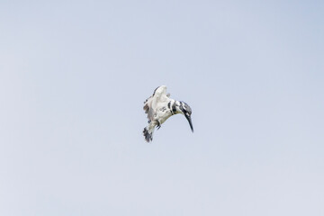 Pied Kingfisher in flight