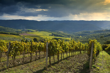 Naklejka premium beautiful yellow rows of vineyards in autumn at sunset. Chianti Classico Area near Panzano in Chianti (Florence). Italy.