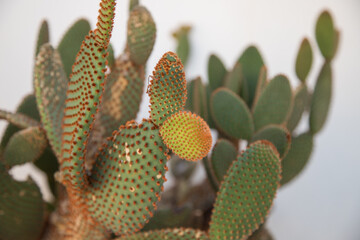 Fichi d'india Siciliani