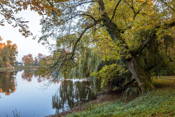 Autumn trees alley with colorful leaves in the park