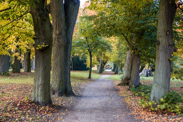 Naklejka premium Autumn trees alley with colorful leaves in the park