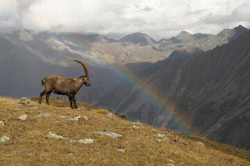 Naklejka na ściany i meble Alpine ibex watching a rainbow in an autumn mountain meadow landscape