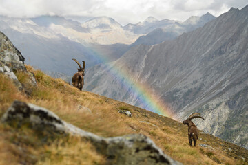 Alpine ibexes watching a rainbow in an autumn mountain meadow landscape
