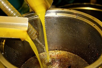 Extra virgin olive oil extraction process in olive oil mill located in the outskirts of Athens in Attica, in Greece.
