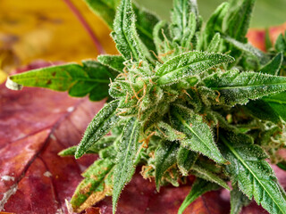 Cannabis.Marijuana flower on the background of autumn yellow leaves.