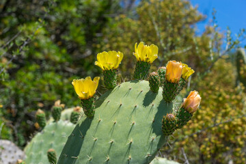 Blühender Feigenkaktus