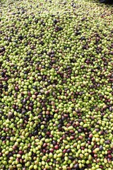 Harvested olives on the press hopper of olive oil mill located in the outskirts of Athens in Attica, Greece.