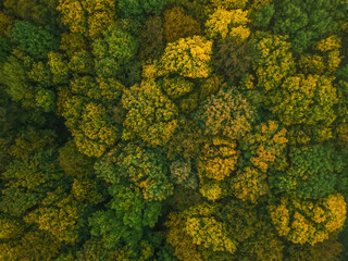 Aerial view of trees in the autumn forest. Beautiful colors of autumn in nature
