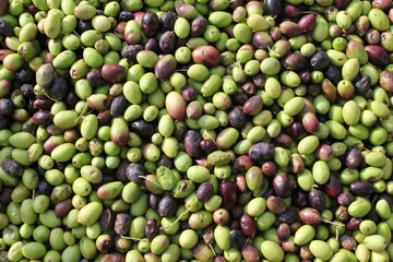 Harvested olives on the press hopper of olive oil mill located in the outskirts of Athens in Attica, Greece.