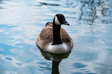country goose swimming