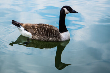 country goose swimming